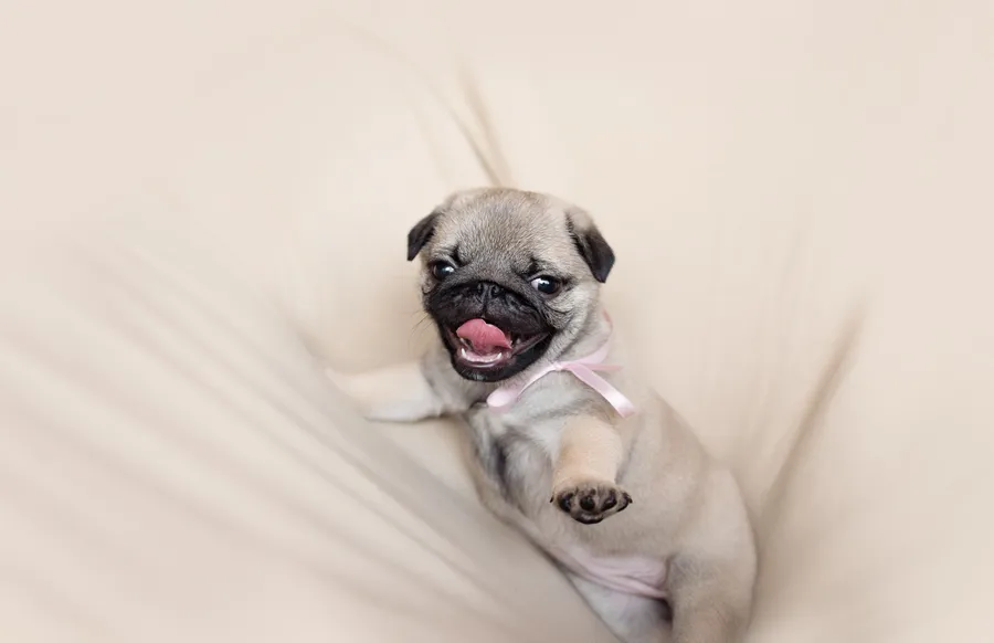 Pug pictures