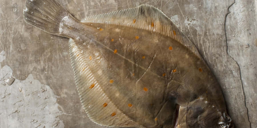 Peixe Linguado Fresco em Superfície Metálica