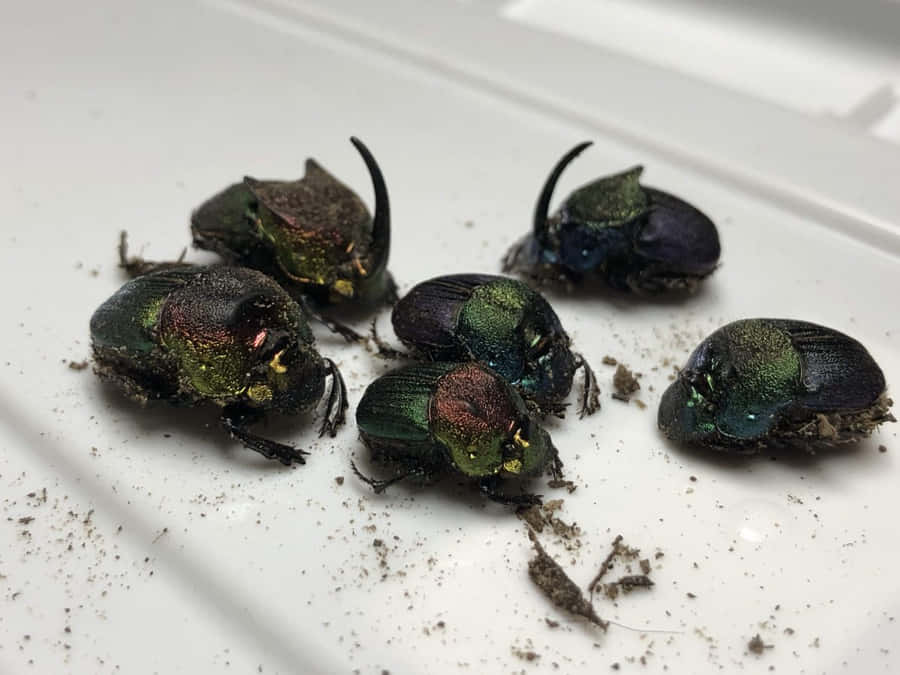 Bunte Skarabäus Käfer Sammlung