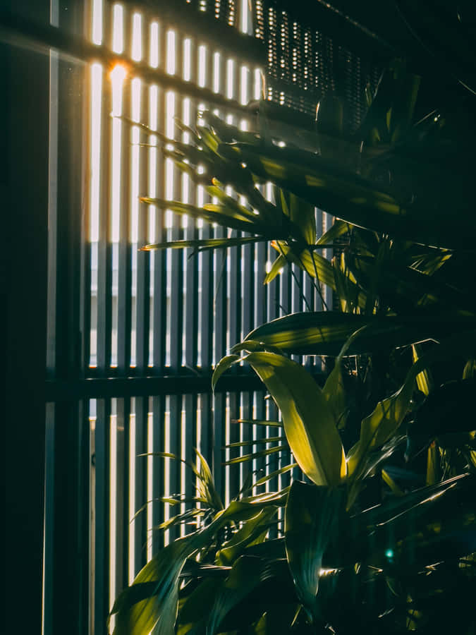 Planta Iluminada e Persianas Estéticas Verdes Vintage
