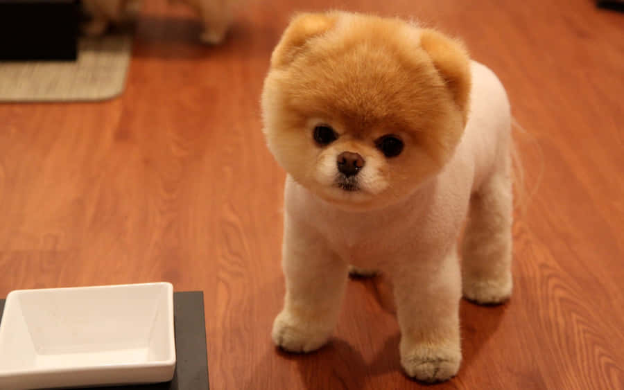 Gutgepflegter kleiner Hund Pomeranian