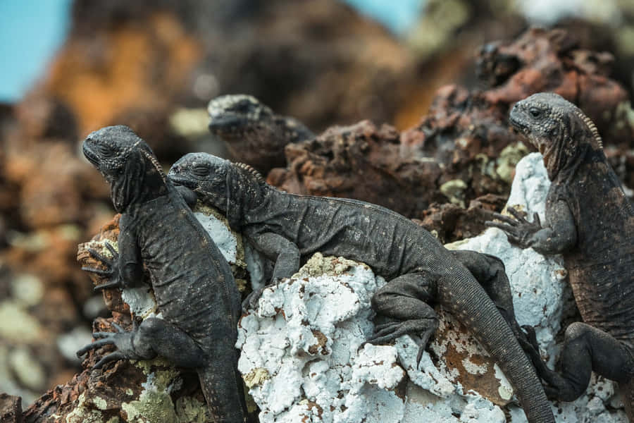 Galapagos Zee-Iguana's Rustend