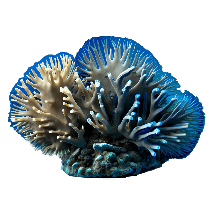 Coral Reef Biodiversity PNG cgo52