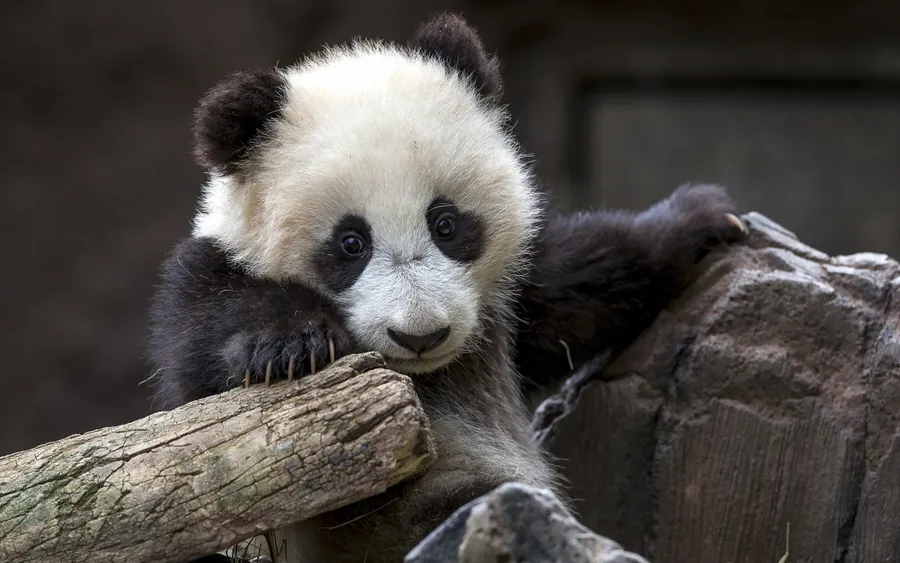 Panda Laptop