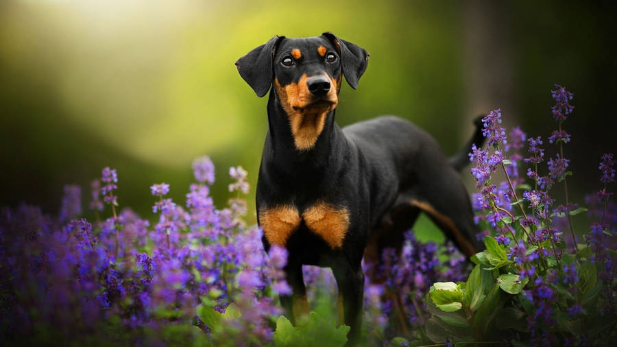 DobermanPinscher em Campo de Lavanda.