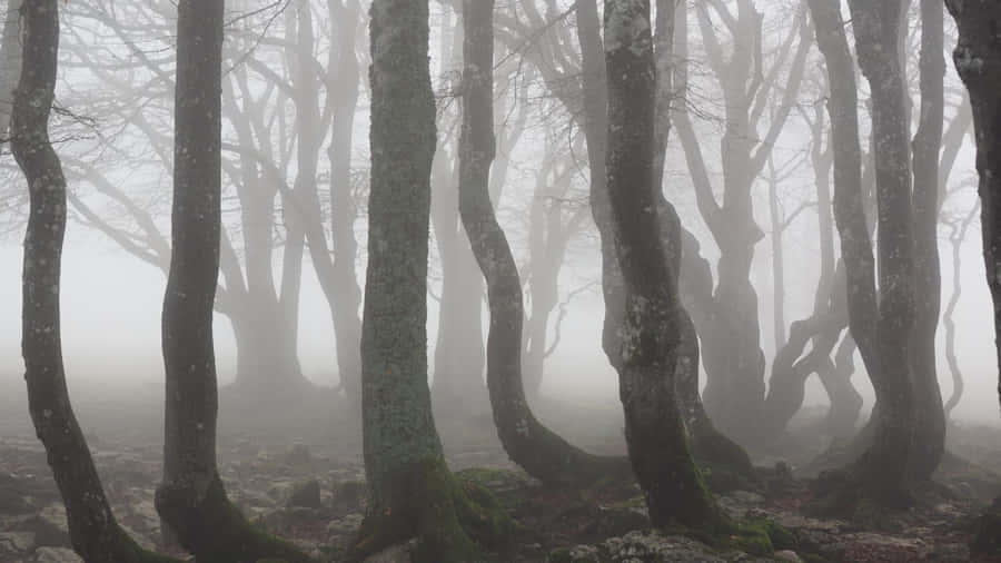 Nebeliger Wald Silhouetten