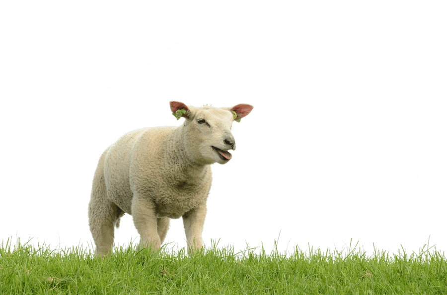 Smiling Sheepon Grass