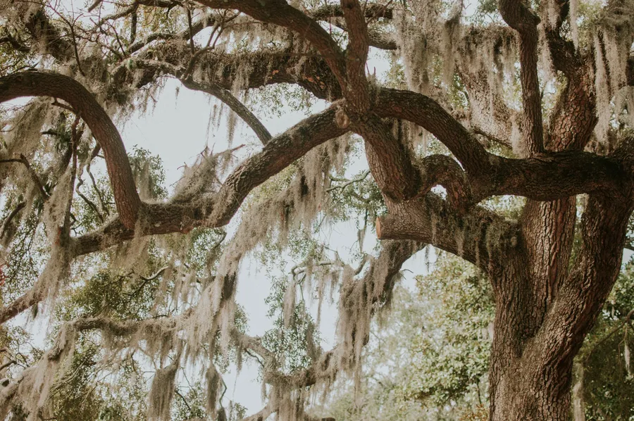 Savannah Background