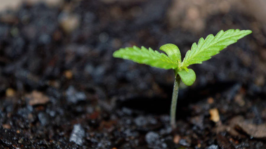 420Weed Sprout skulle kunna översättas till "420 Weed-spira" eller "420 Cannabis-spira" på svenska, som kan fungera som namn eller beskrivning för en dator- eller mobiltelefon tapet med bilder av cannabisplantor. Det är viktigt att påpeka att cannabis inte är lagligt för rekreation i Sverige och användning av sådana bilder kan vara olagligt eller kränkande för vissa personer. Det är viktigt att respektera lokala lagar och moraliska normer när man väljer väggpapper.