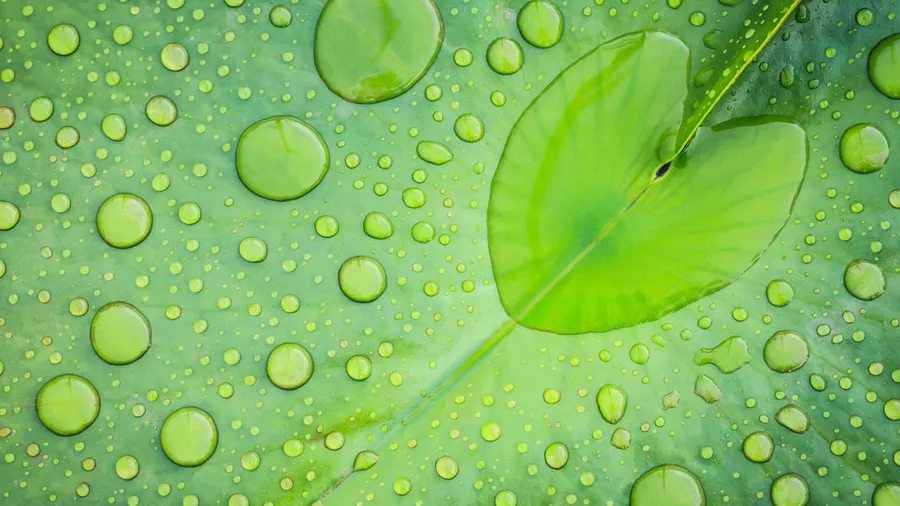 Leaf Background