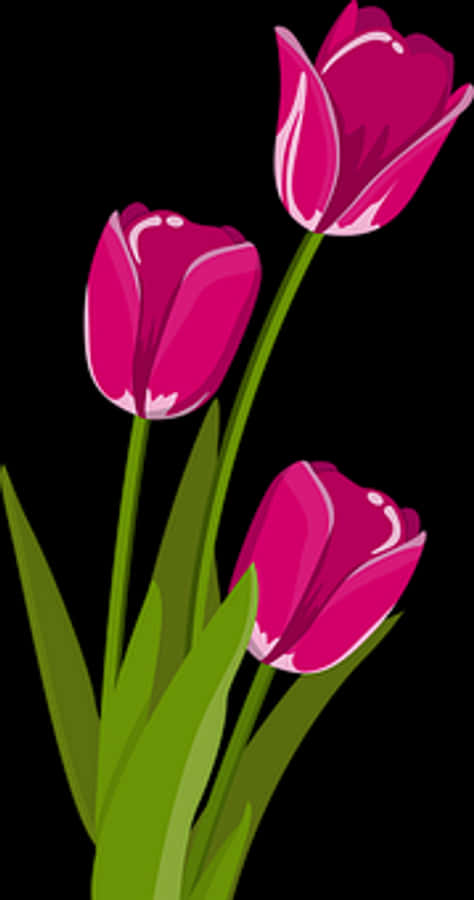 Vibrant_ Pink_ Tulips_ Vector