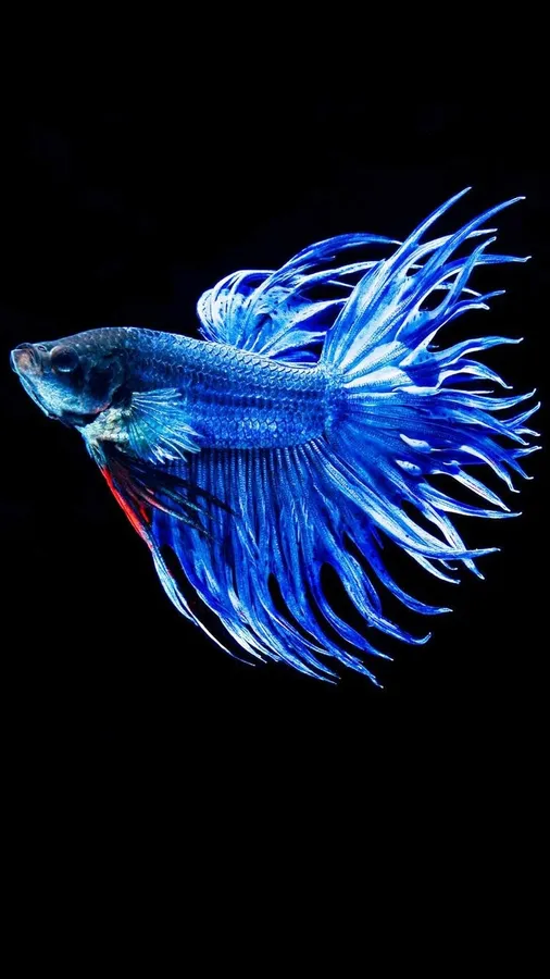 3D Apple iPhone Betta Fish