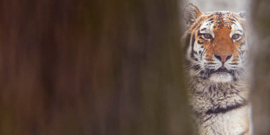 Blick des sibirischen Tigers