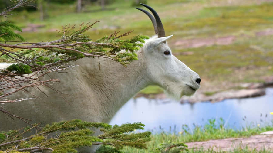 Capra di Montagna nel Suo Habitat Naturale.jpg