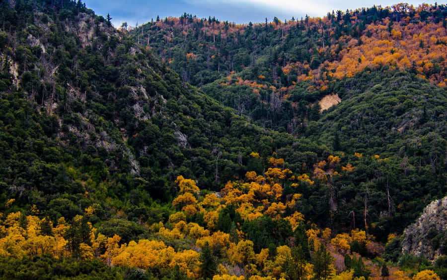 Fogliame Autunnale nelle Montagne di San Bernardino