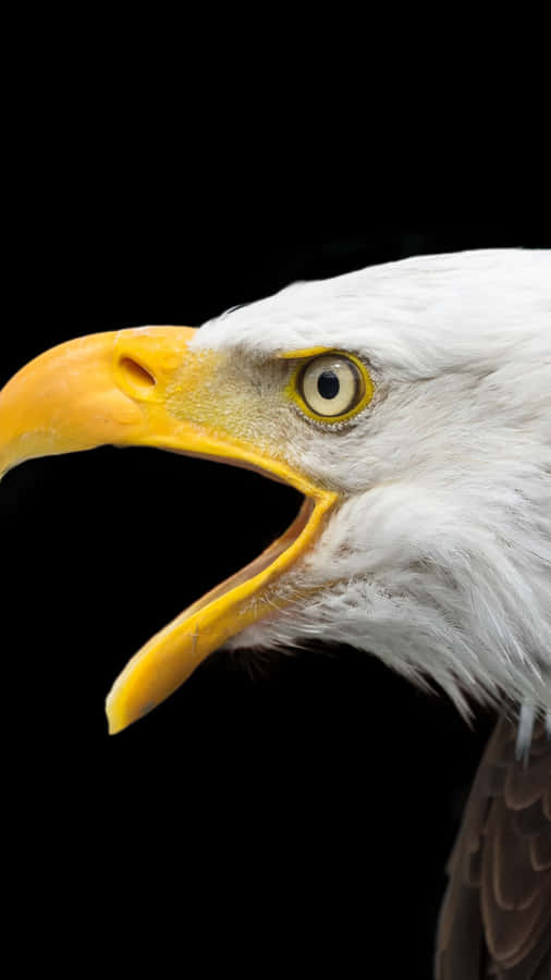 Majestätischer Weißkopfseeadler Nahaufnahme 4 K.jpg