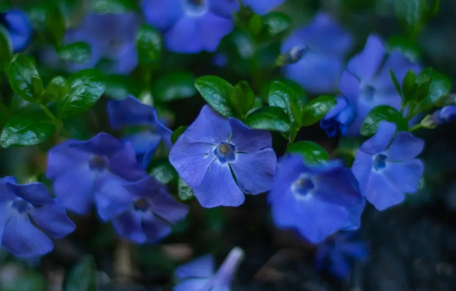 Periwinkle Background