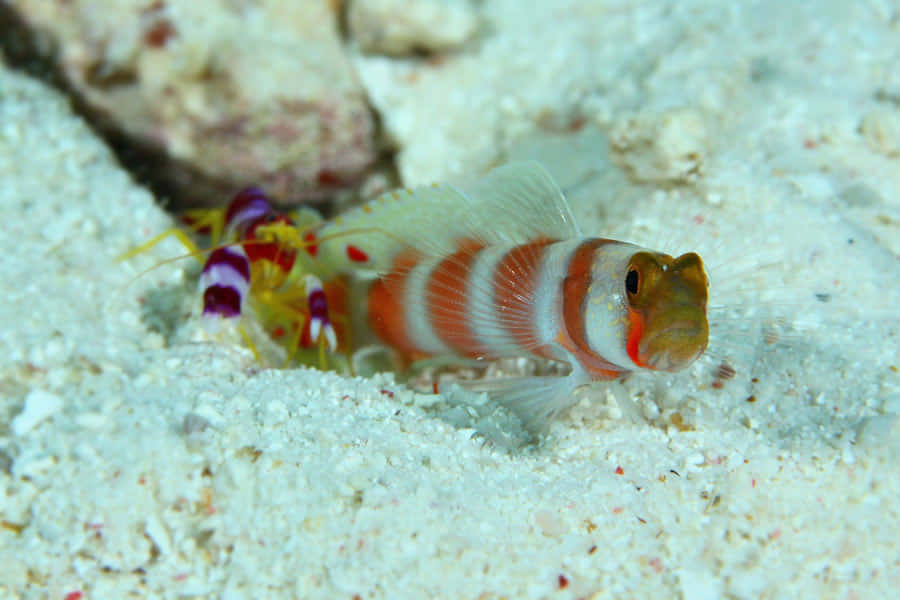 Pistolengarnele mit Goby Freundschaft