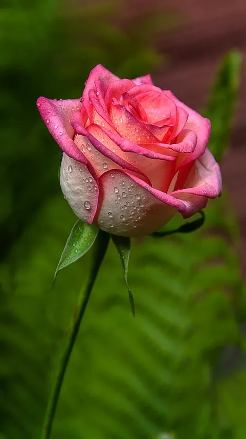 Rose Mobile