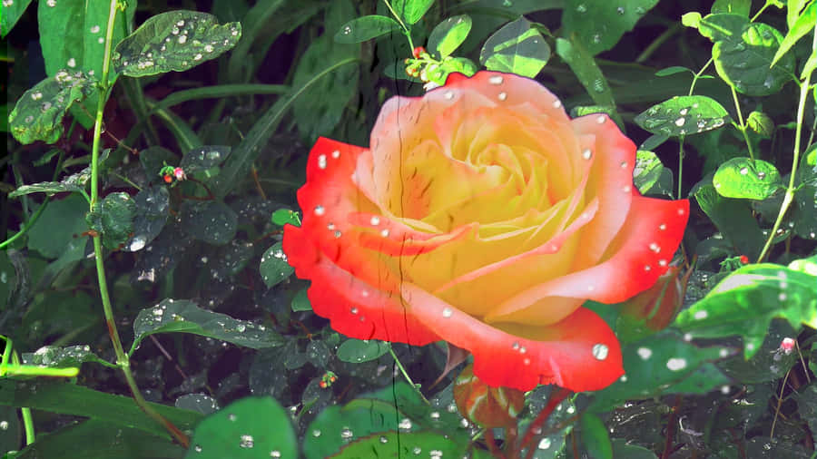 Gotas de Orvalho em Rosa Vibrante
