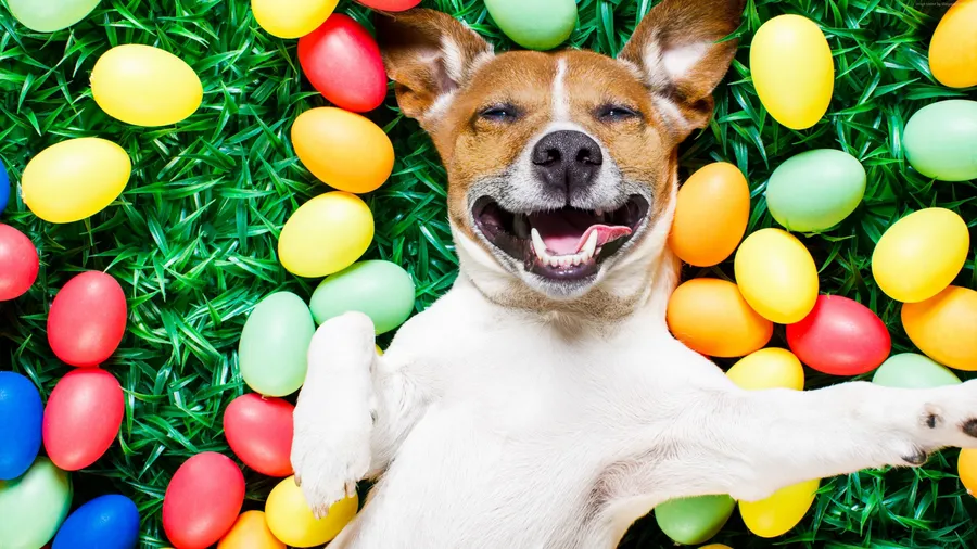 Pet dog in Easter wallpaper
