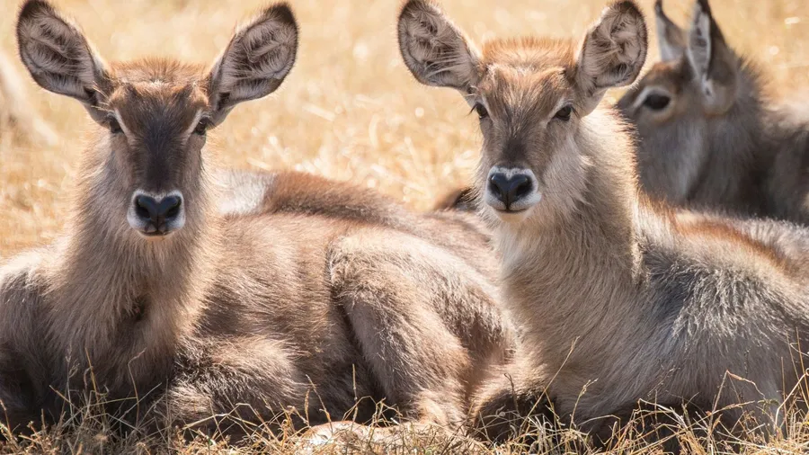 Deer background
