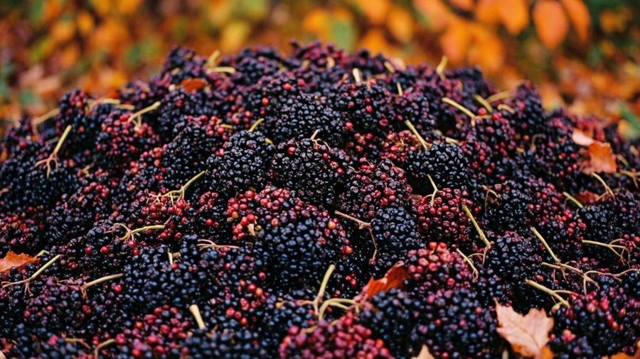 Repeating elderberry clusters with autumn colors.