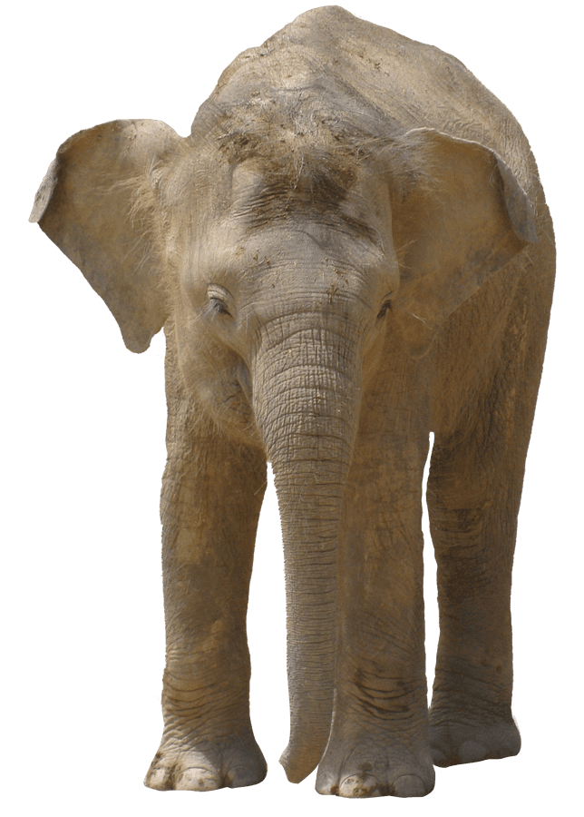 African Elephant Standing Isolated.png