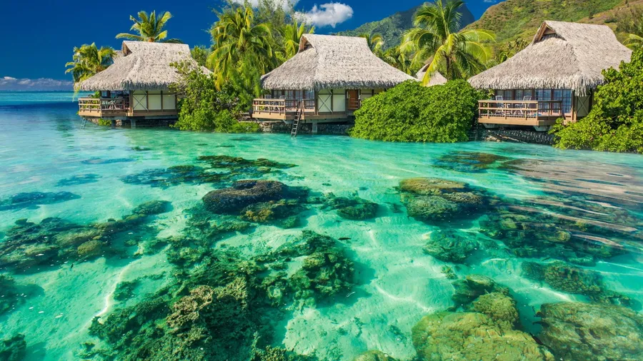 Cute Tropical