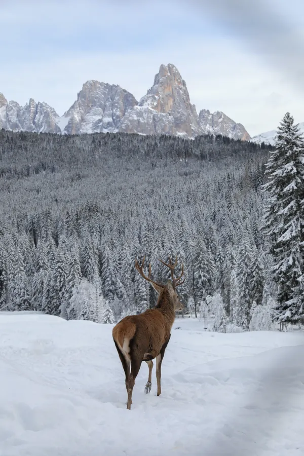 Big Buck Forest In Winter