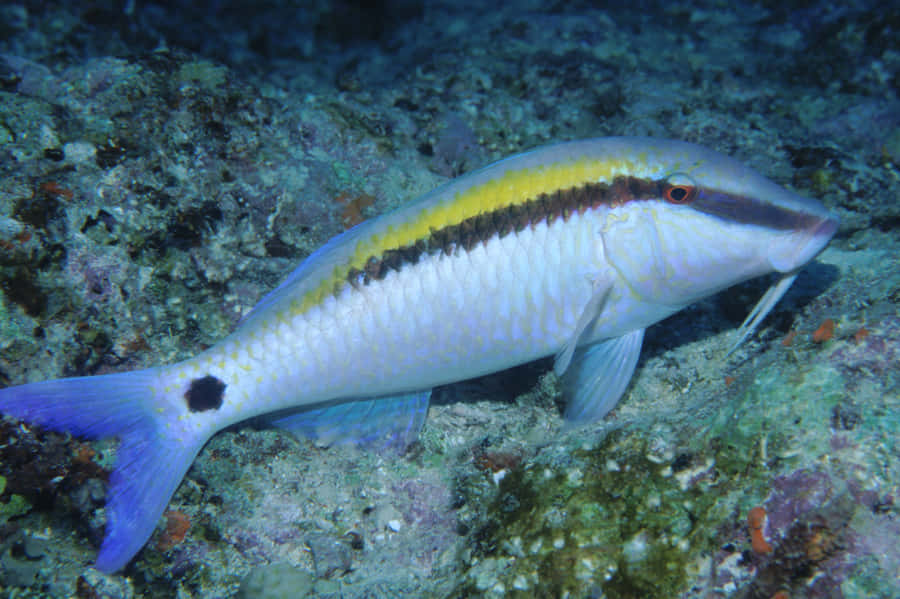 Pesce Capra Striato Giallo Sott'acqua
