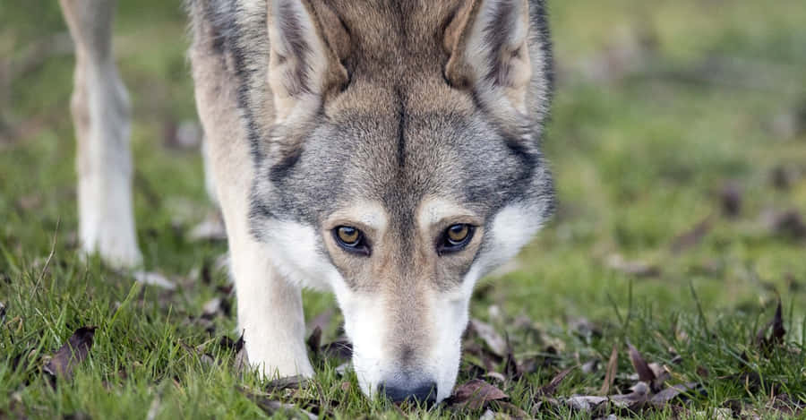 Wolfdog1200 x 625 Hintergrundbild