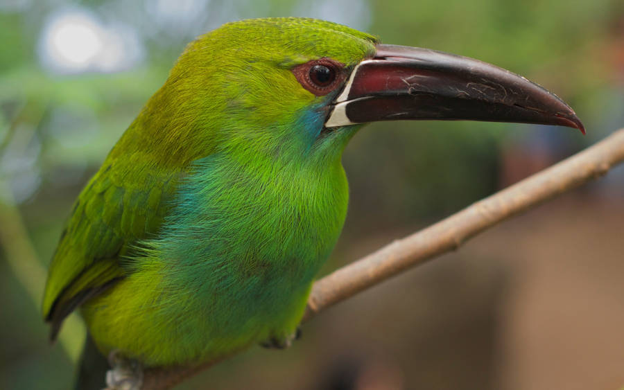 Download Emerald Green Bird Wallpaper | Wallpapers.com