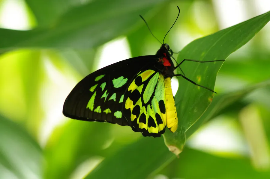 Green Butterfly