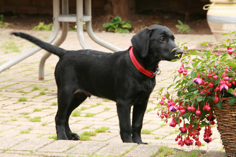 Sundtbillede af sorte labrador-hvalpe.