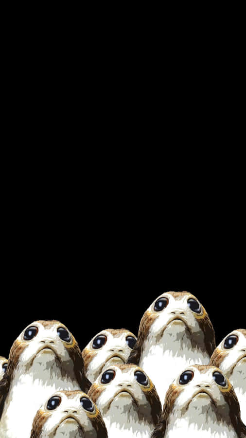 Porgs se Reunindo em Fundo Escuro