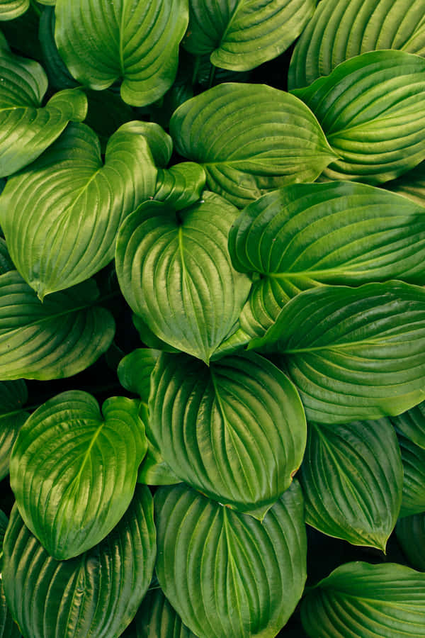Lebendige grüne Hostas Textur