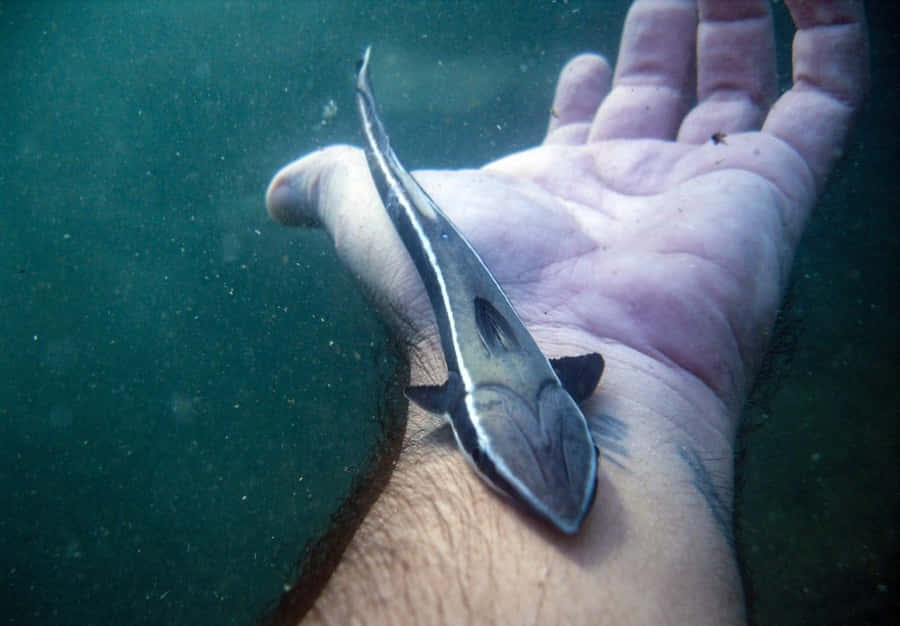 Peixe Remora na Mão Humana debaixo d'água