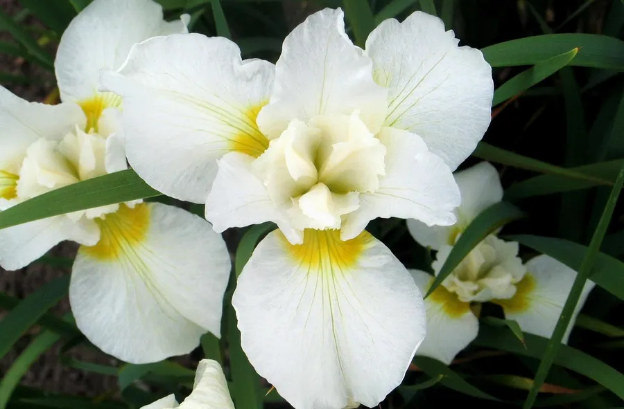 White iris flowers wallpaper