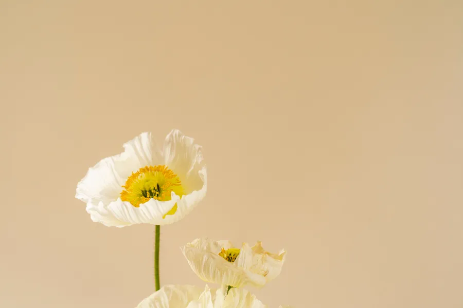 Flower Background