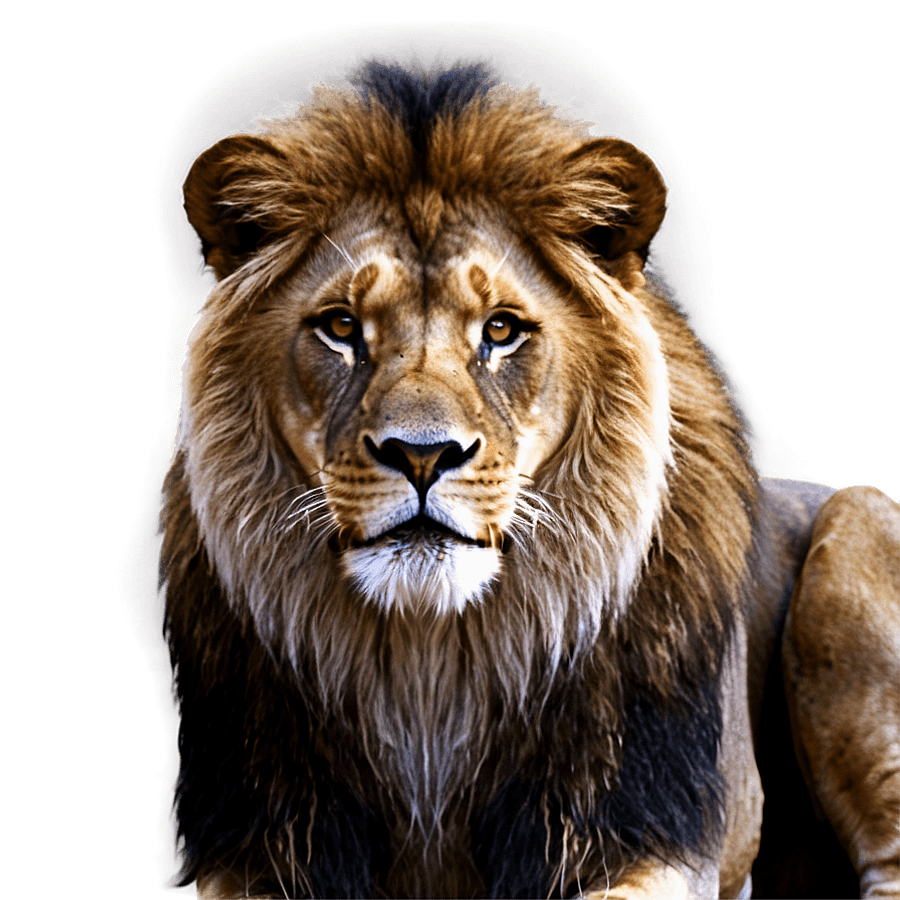 Lion Face PNG pax65