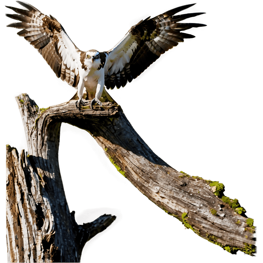 Osprey Landing on Tree PNG 54