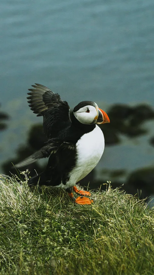 Puffin Preparingfor Flight