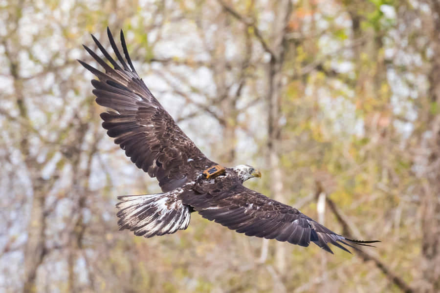 Einjunger Adler schwebt hoch am Himmel.