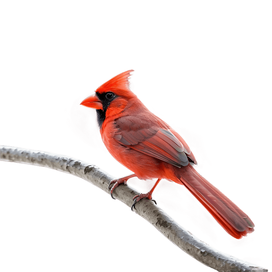 Cardinal Bird in Red PNG 7
