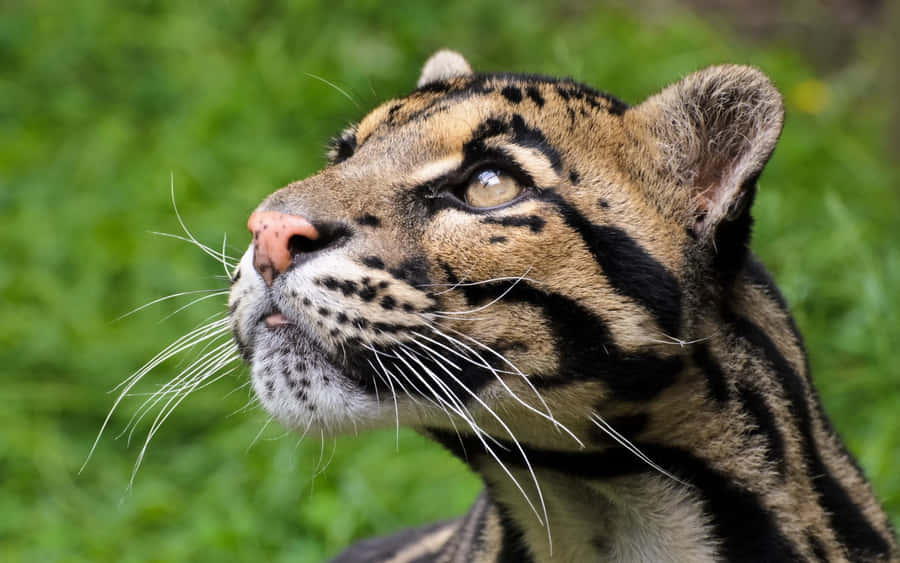 Molnleopardens Blick