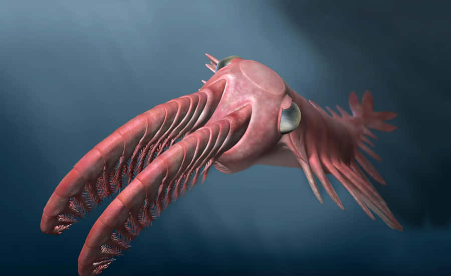 Enlyserød fisk med lange tentakler, der svømmer i havet.