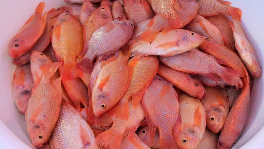 Raccolta di Tilapia Fresca