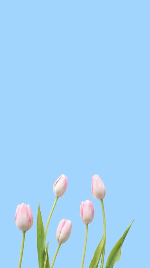 Minimalistisk forårs tulipaner himmel baggrund