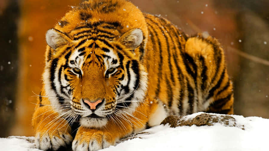 Majestätische Tierwelt - Prächtige 4K Nahaufnahme eines Tigers